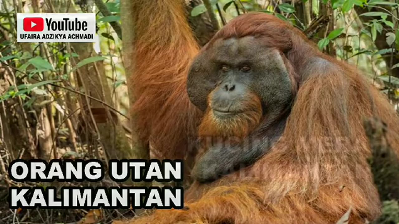 60 FAUNA_ HEWAN YANG DILINDUNGI DI INDONESIA