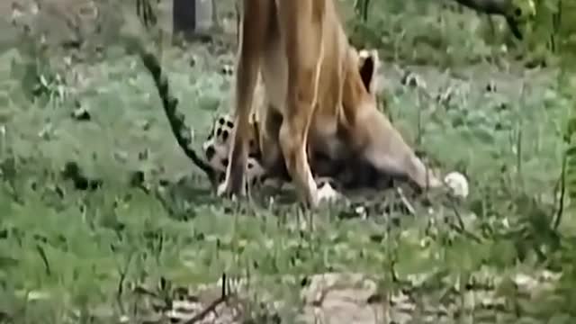 leopard was killed by