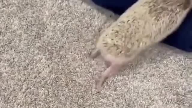 The little run 🥺😫