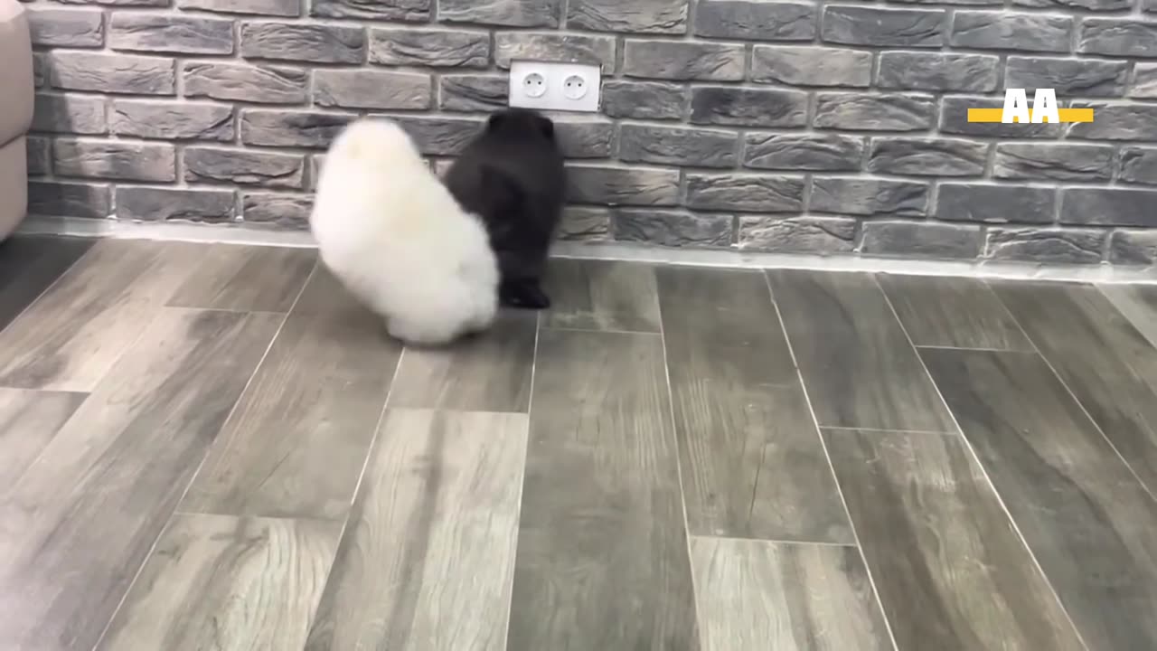 Two puppies are very happy and playing together.