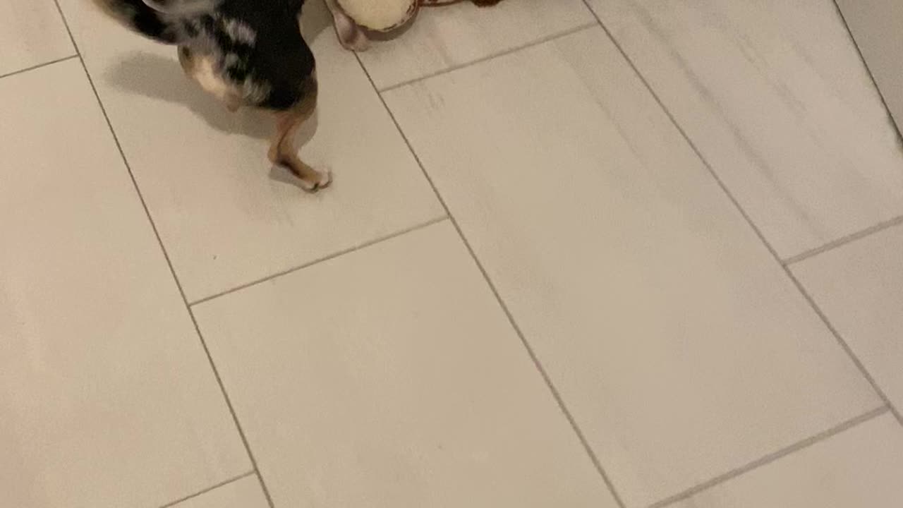 little dog has a big new friend