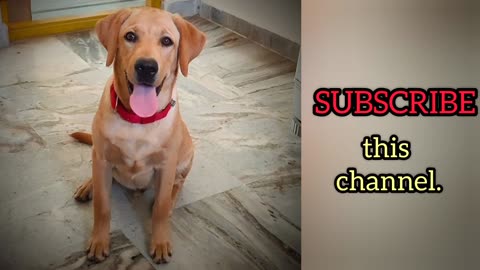 Max Transformation from Day 1 to 6 months #Labrador journey #sweetyandmax