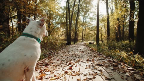 Lonely dog