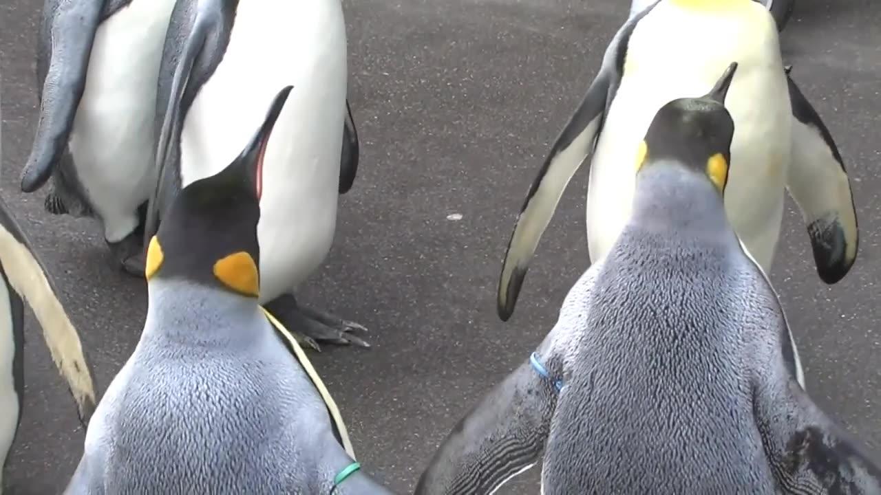 Funny Penguins Walking