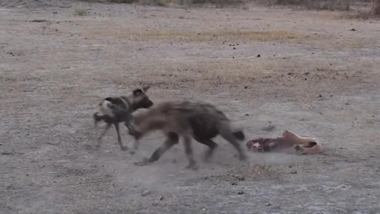 Solo Lone wild dog vs Hyena- Animal world