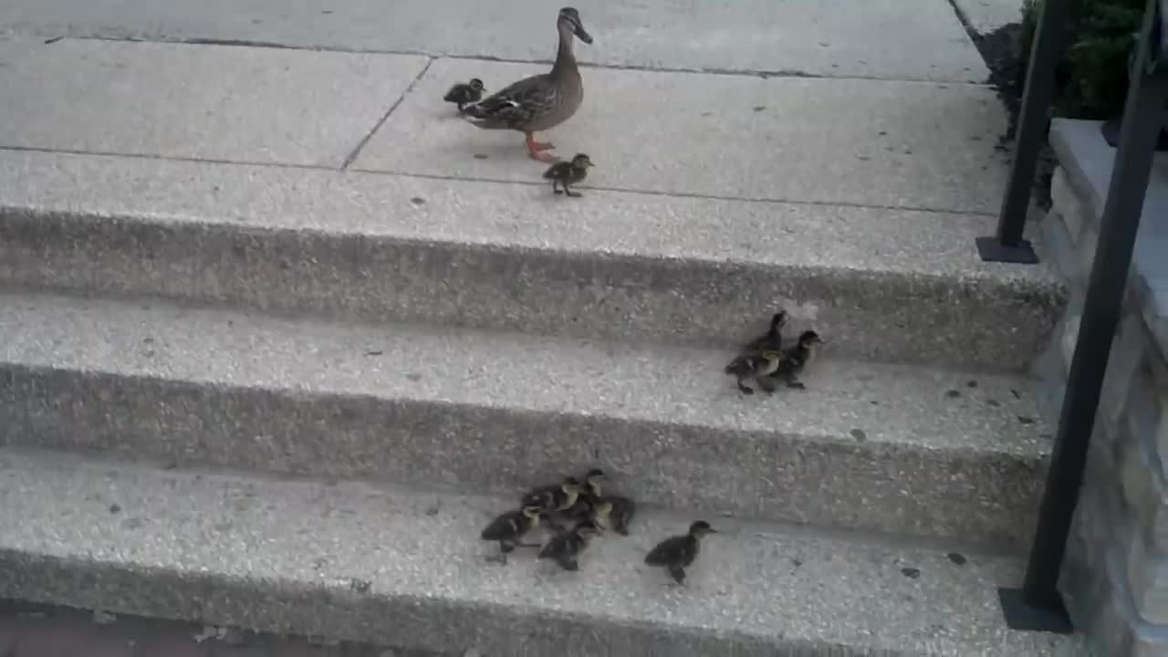 Ducklings vs. Stairs (What would you do?)