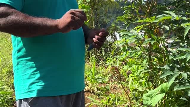 🇩🇲 Cassava Plant and Indigenous History