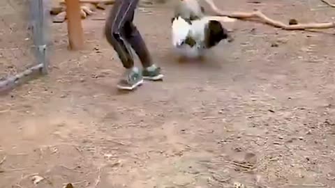 Funny videos 2023