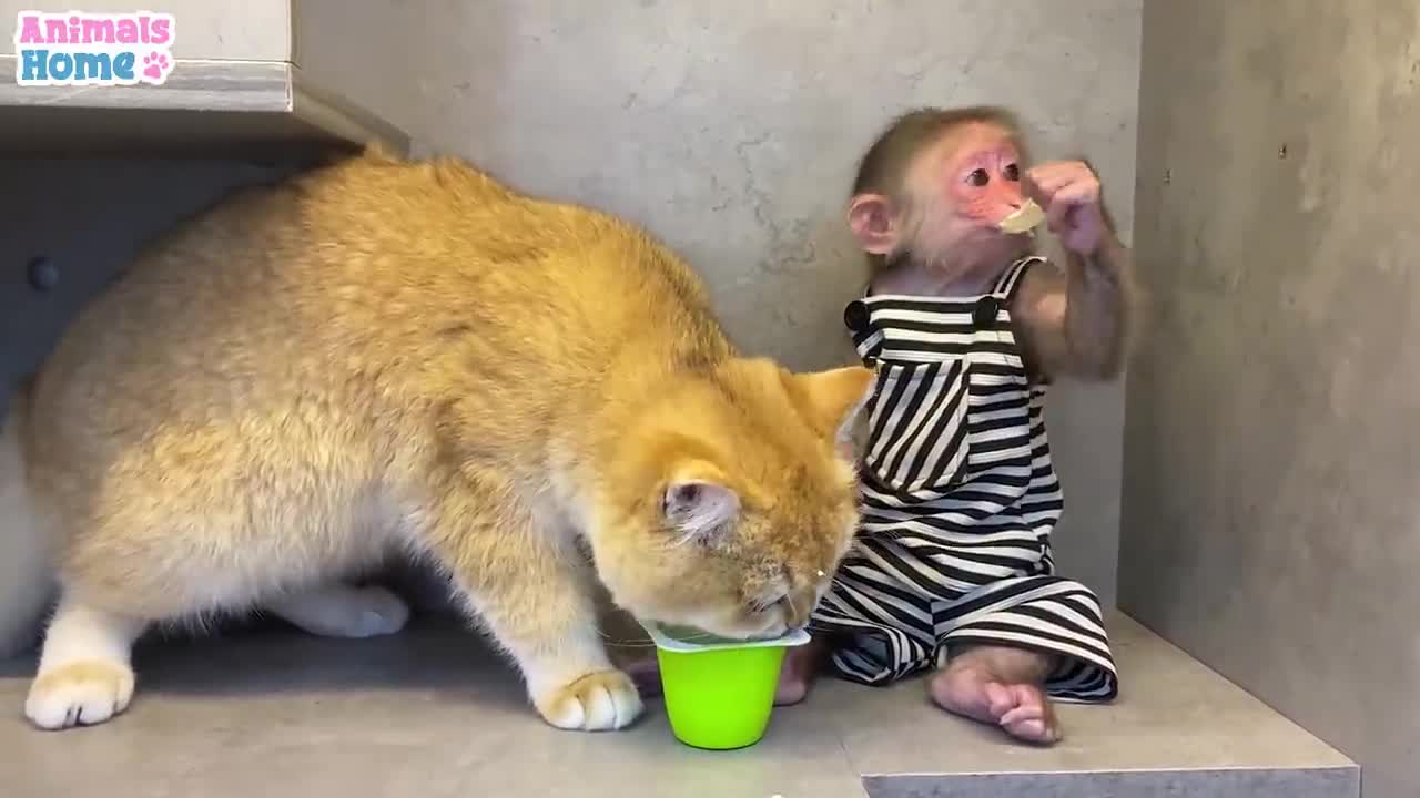 BiBi teach Ody cat to eat yogurt