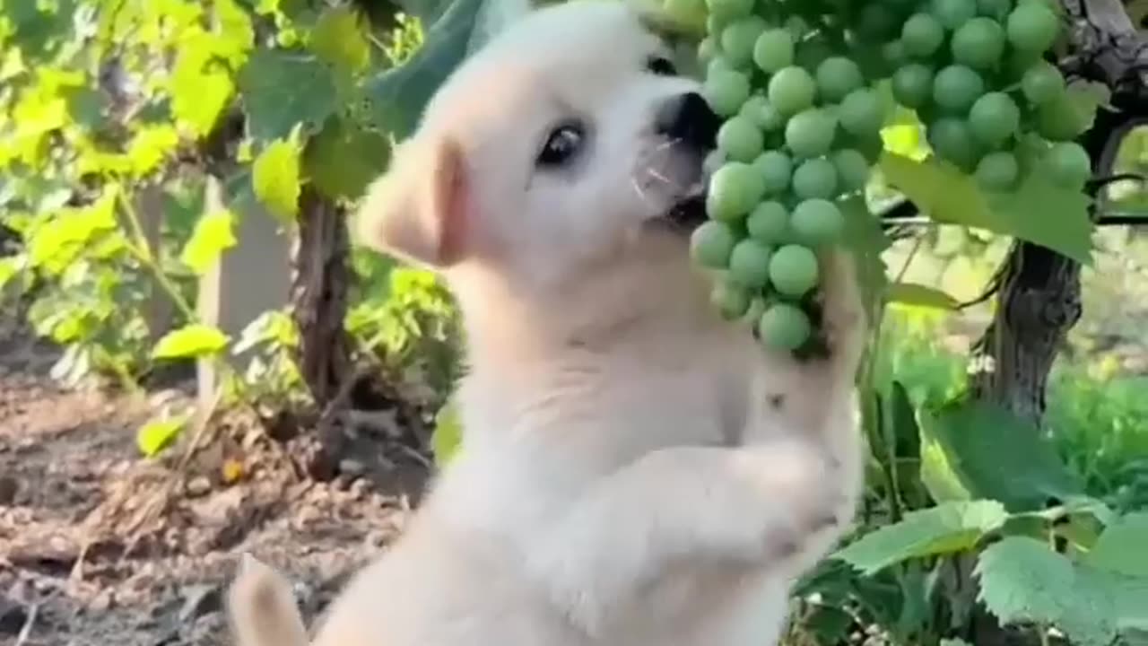 My Brother Eats Cutely | A Beautiful Moment