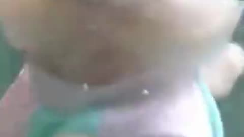 cute dog swimming in water