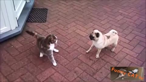 Cats and Dogs Meeting Each other For The First Time