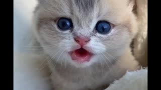 FUNNY KITTEN - FUNNY CATS