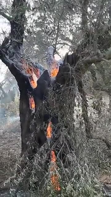 climate change tree burning