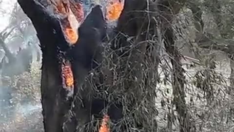 climate change tree burning