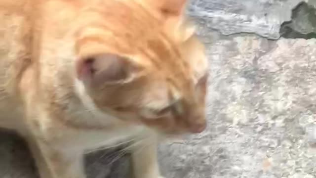Cats but cats