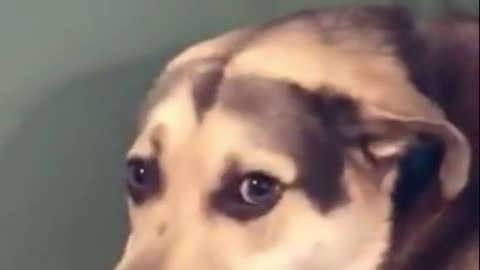 Funny videos of animals part 177