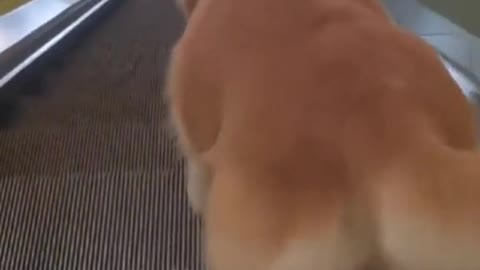 The dog