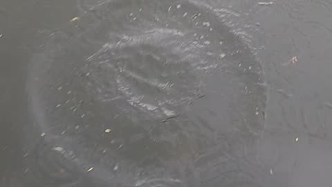 Bluegill on bread