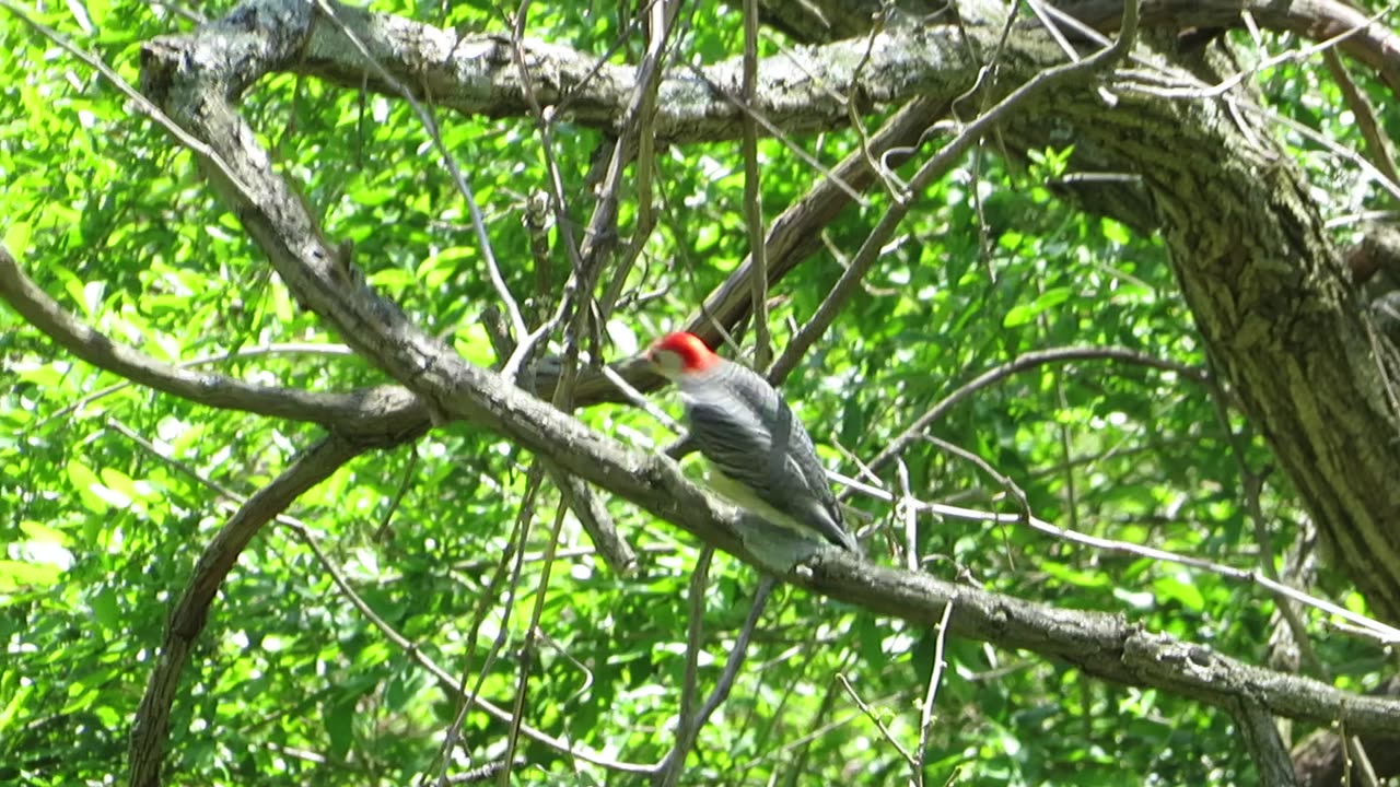 Video of a Red-Bellied Woodpecker