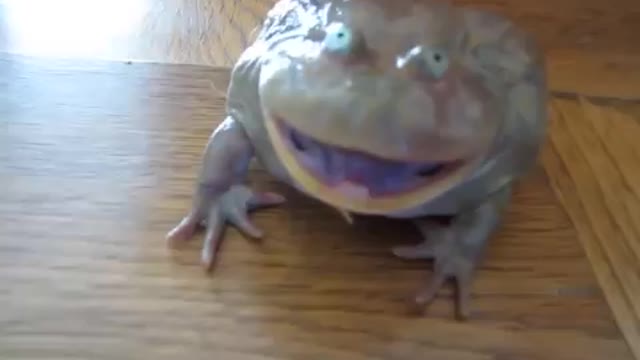 Screaming frog