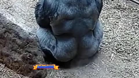 Are you curious about animals? watch video