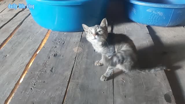 Neighbors have new members | daily life vlog