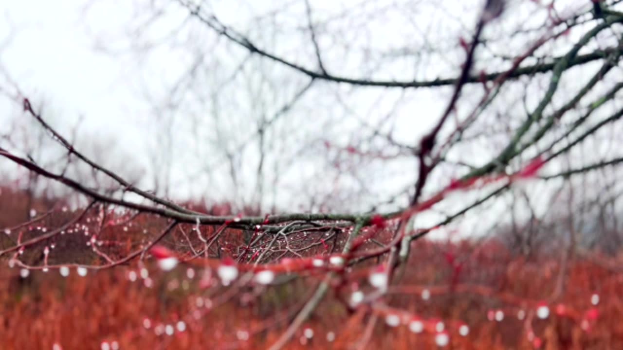 Tree's Rainy Day