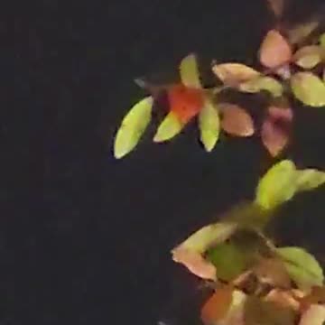 Unknown objects in Virginia Beach - UFOs latest news uap over Virginia Beach UFO wave