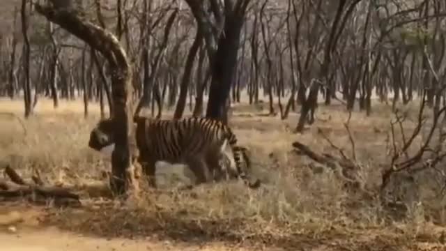 Tiger Fight