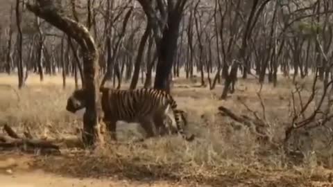 Tiger Fight