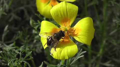 a bee that pollinates a flower