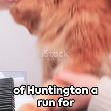 Furry Fingers Vs Ivory Keys of Huntington Showdown
