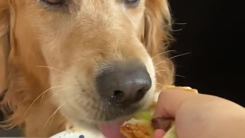 Ice Cube Crunch: Cooling Off Dog ASMR