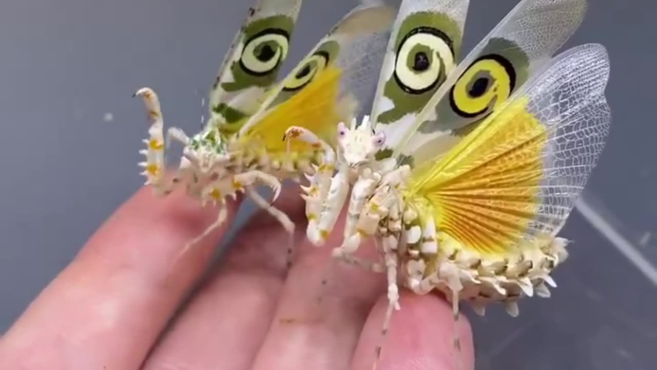 African Flower Mantis