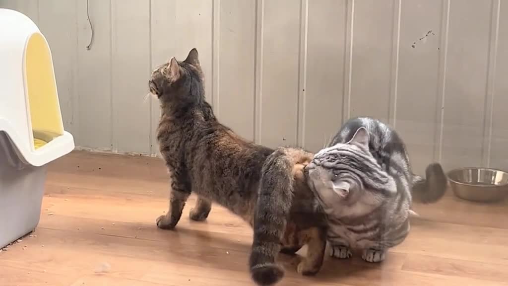 Can'tunderstandwhattheyaredoing.