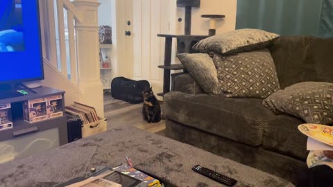 🐾😾 Family Visit | When Parents Come: Cat's Unhappy Days | FelineDrama | FunFM