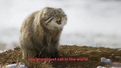 World’s Grumpiest Cat I Frozen Planet II I BBC