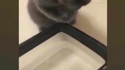 Funny cat
