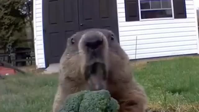 funny animals eating