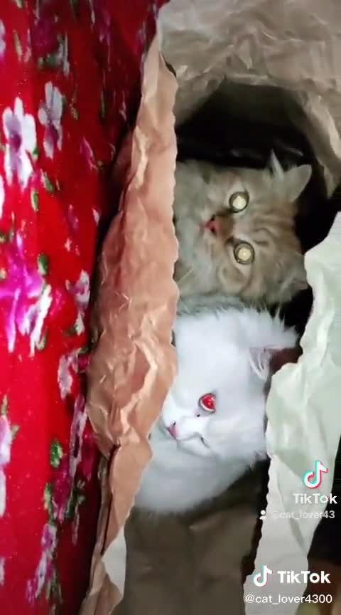 Tow cats sleep together