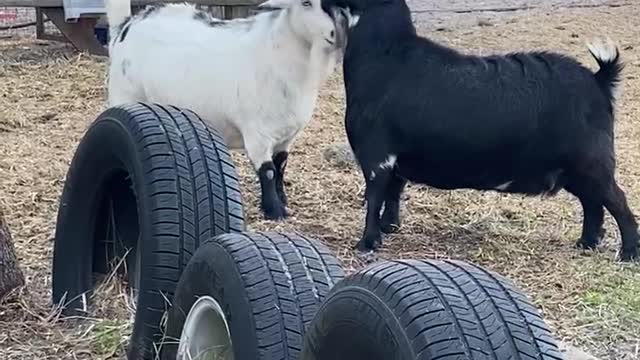 Mom vs daughter