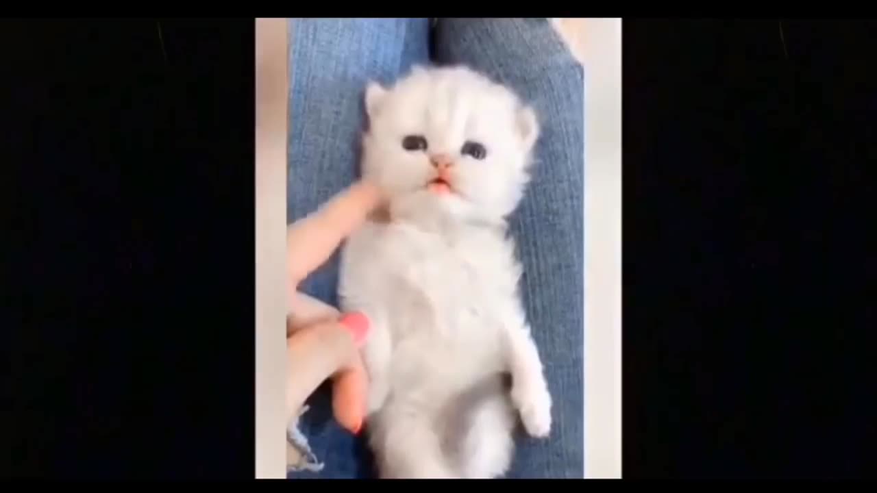 Curious cat with toddler, cat reaction