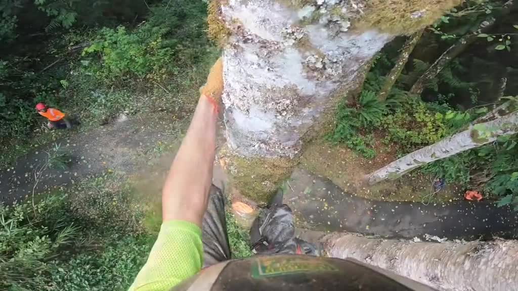 Removing 2 trees twisted together #foryoupage #treework