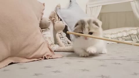 Cute baby cat funny cat video