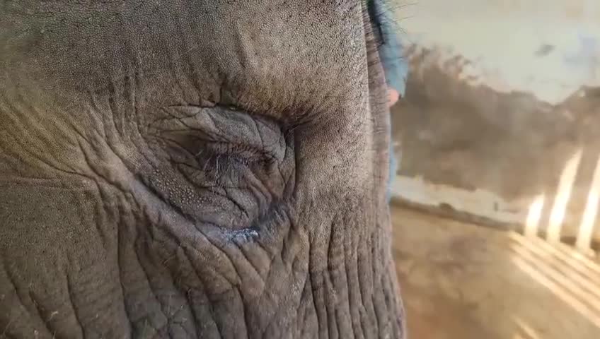Chú voi đang bị bệnh nên chúng tôi phải tiêm thuốc cho nó😥