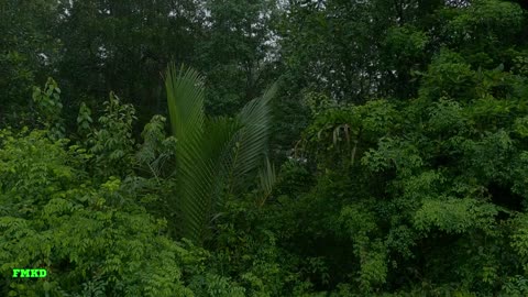 Tropical Rain sound for Nature lover