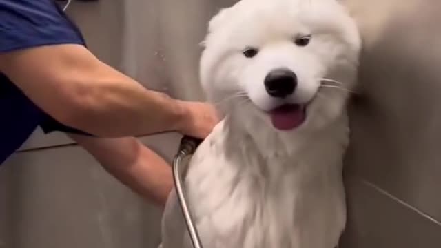 When people see a wetSamoyed for the first time