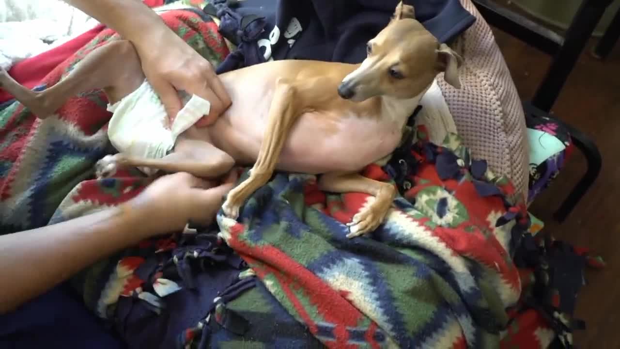 Treating dog like a real baby