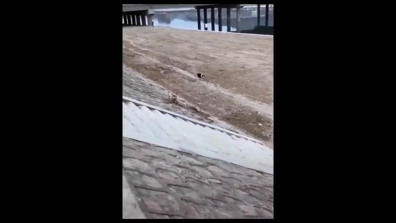 puppy going down stairs